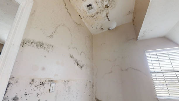 Best Mold Remediation for Healthcare Facilities  in Newaygo, MI