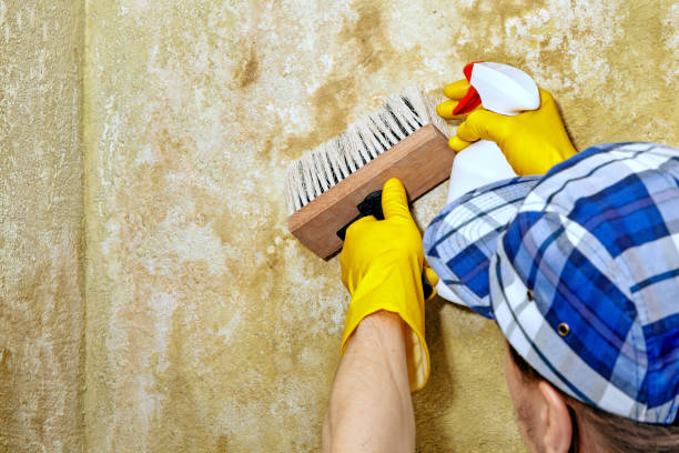 Best Attic Mold Removal  in Newaygo, MI