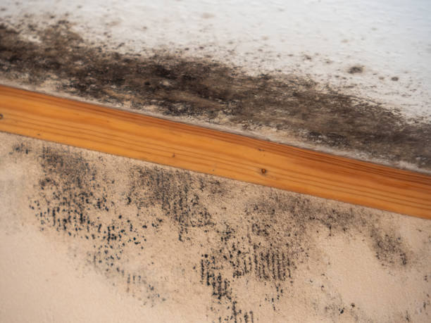 Mold Documentation for Insurance Claims in Newaygo, MI