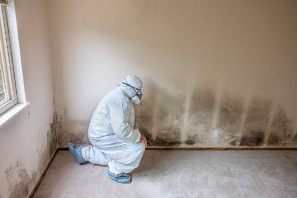 Best Comprehensive Air Testing for Mold Contaminants  in Newaygo, MI