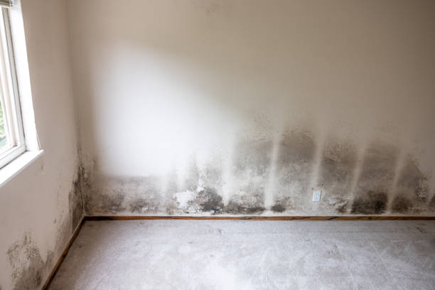 Best Industrial Mold Remediation  in Newaygo, MI